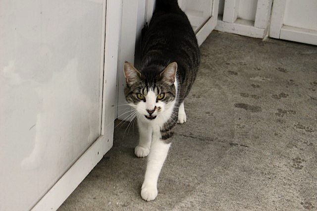 Cats Protection Canterbury - Kingy Carousel 2