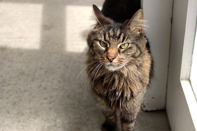 Cats Protection Canterbury - Smokey Carousel 1