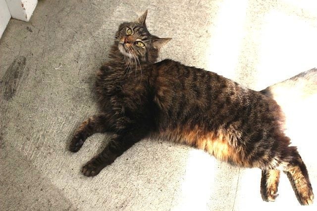 Cats Protection Canterbury - Smokey Carousel 2