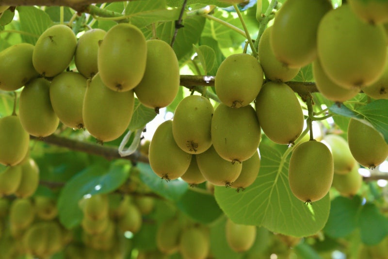 Amalfi – G3 Production Block64782717148930111