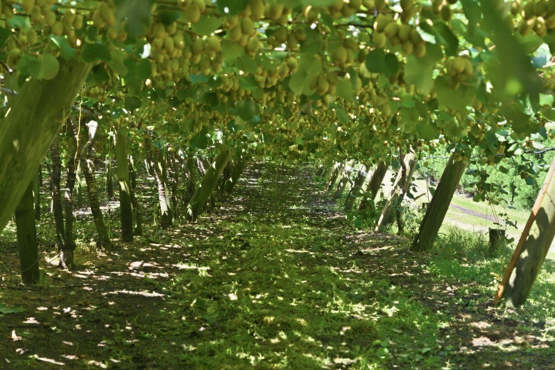 Amalfi – G3 Production Block64782717148930113