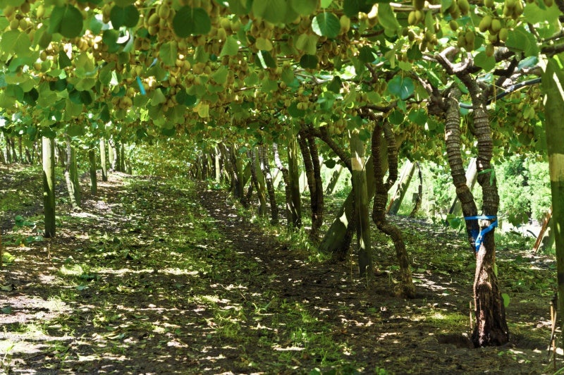 Amalfi – G3 Production Block64782717148930114