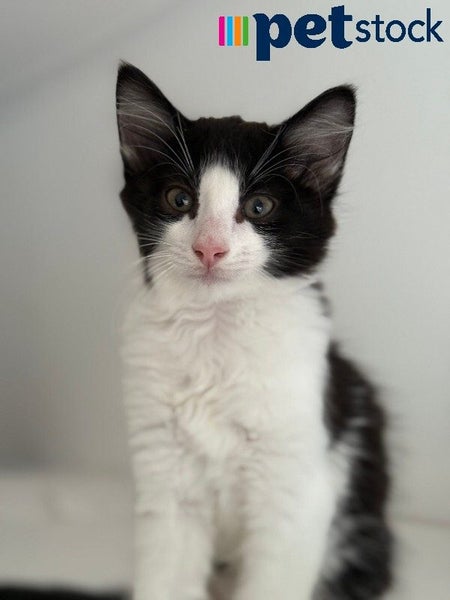 LONELY MIAOW KITTEN - OTIS Carousel 1