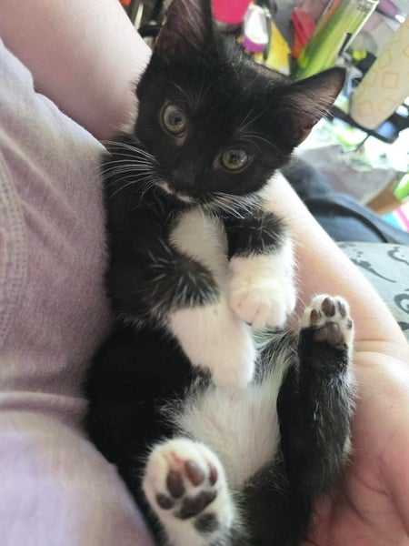 rescue kitten Mo Carousel 1