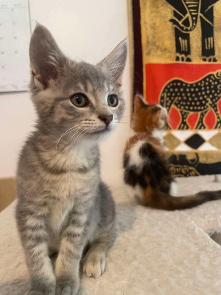 2 rescue kittens Zaffy & Bilo Carousel 1