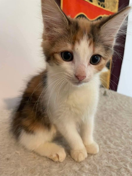 2 rescue kittens Zaffy & Bilo Carousel 2