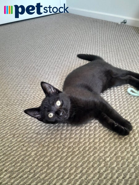 LONELY MIAOW KITTEN - DEXTER Carousel 1