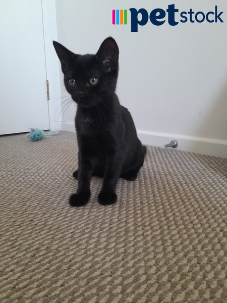 LONELY MIAOW KITTEN - PHILOMENA Carousel 1