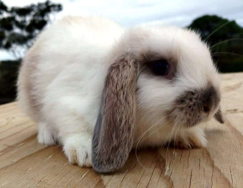 Baby Rabbits - Cute & Attractive Carousel 1