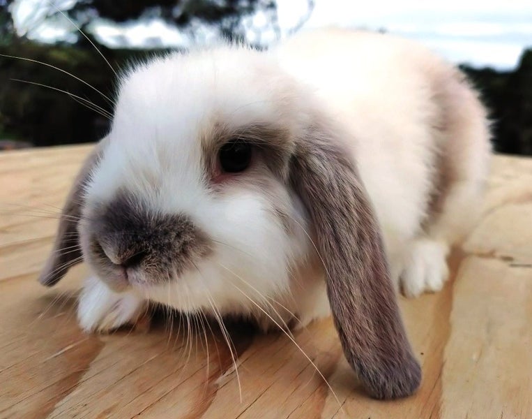 Baby Rabbits - Cute & Attractive Carousel 2