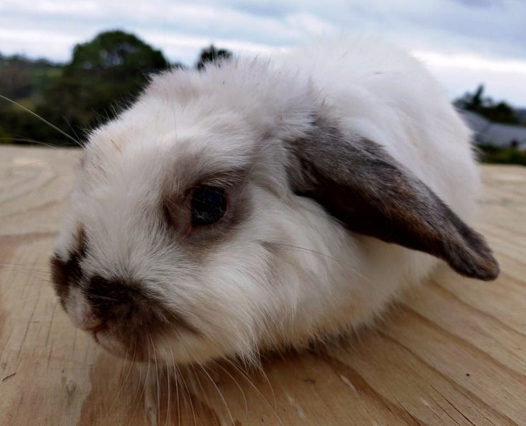 Rabbit - Attractive and Healthy Carousel 4