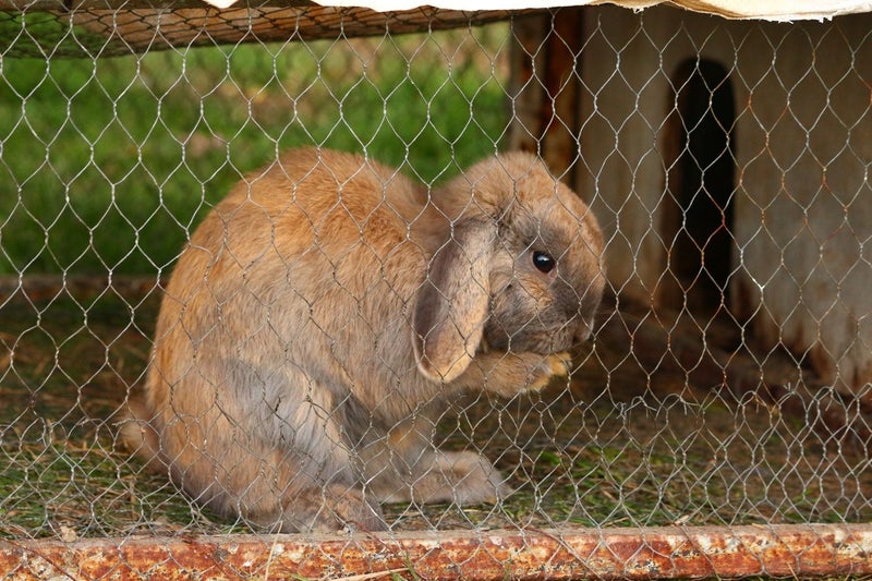Burebred Mini Lop Rabbits Carousel 2