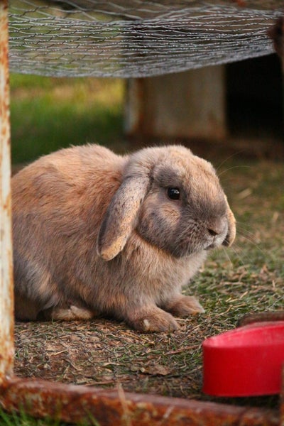 Burebred Mini Lop Rabbits Carousel 1