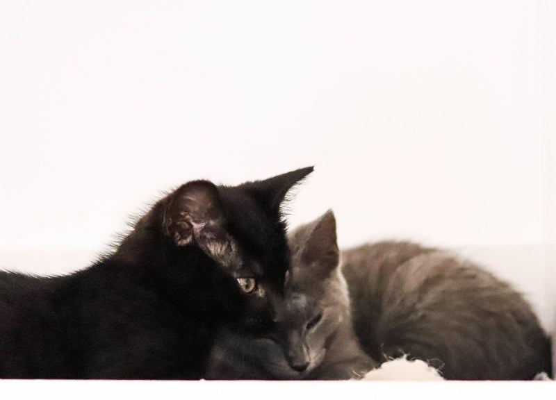 Animal Care Turangi - LITTLE JOHN Carousel 2