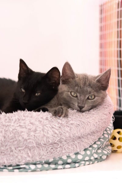 Animal Care Turangi - ROBIN HOOD Carousel 9