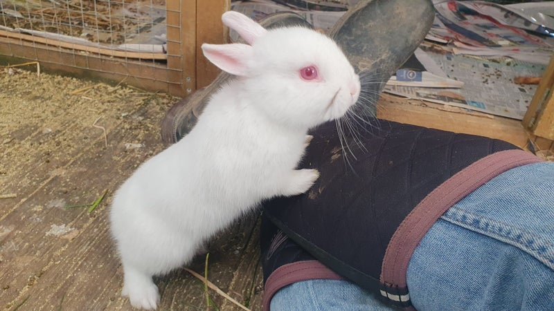 Gorgeous rabbits for sale, Jersey Wooly, Netherland Dwarf, pick up Helensville Carousel 7