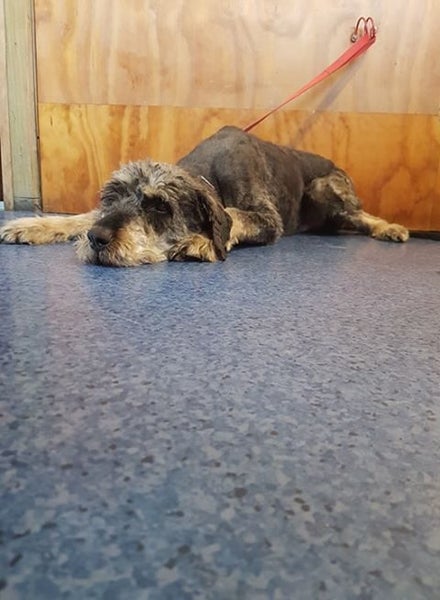 Wairoa CoastVet Ltd Carousel 1