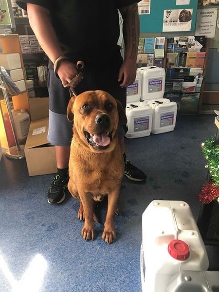 Wairoa CoastVet Ltd Carousel 2