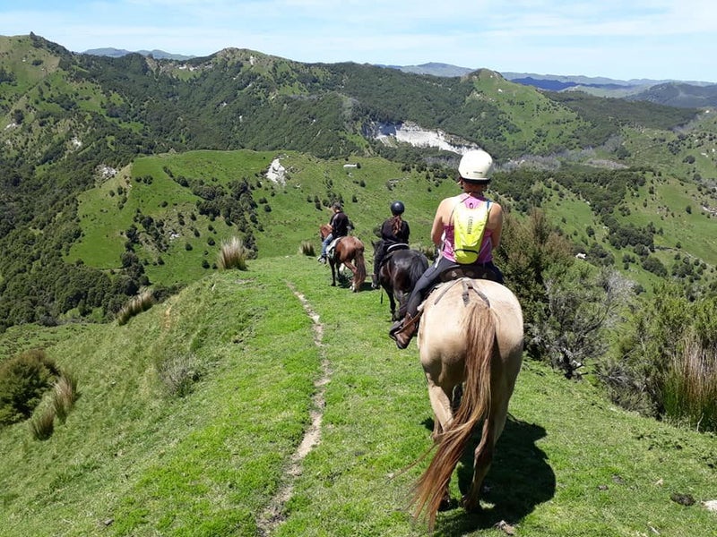 Wairoa CoastVet Ltd Carousel 5