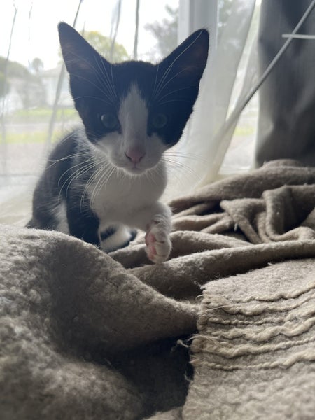 Free Kitten Carousel 1