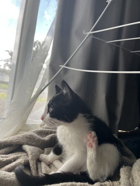 Free Kitten Carousel 2