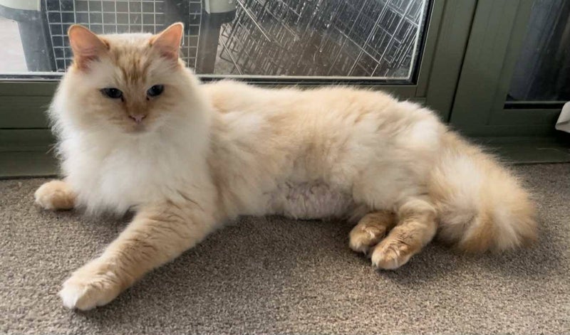 Bagpuss & Tinkerbell -Ragdolls • 8yrs - Cat Care Loburn Carousel 1