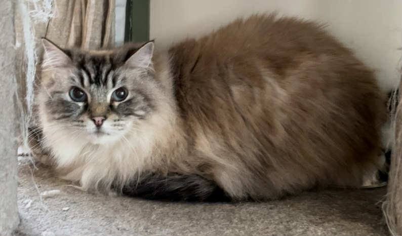 Bagpuss & Tinkerbell -Ragdolls • 8yrs - Cat Care Loburn Carousel 2