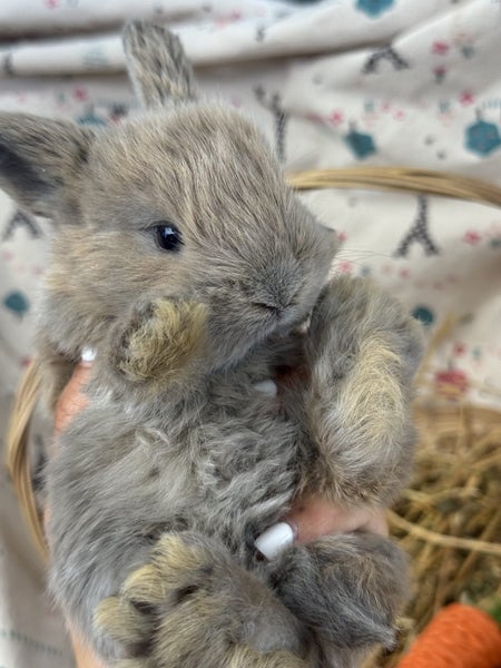 **Trained Mini Lop Bunny Rabbits & Care Package** Carousel 1