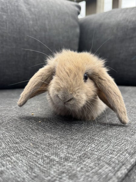 **Trained Mini Lop Bunny Rabbits & Care Package** Carousel 2