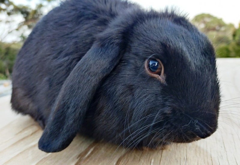 Rabbit - Attractive and Healthy Carousel 2