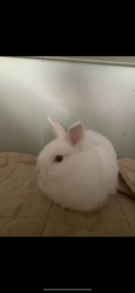 Jersey Wooly Bunny Carousel 1