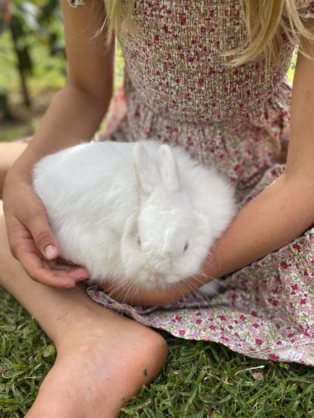Jersey Wooly Bunny Carousel 4