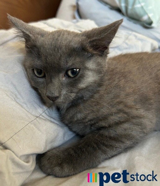 LONELY MIAOW KITTEN - PETRI Carousel 1