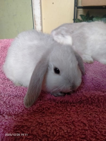 Minilop kits Carousel 6