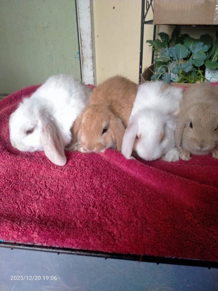 Minilop kits Carousel 1