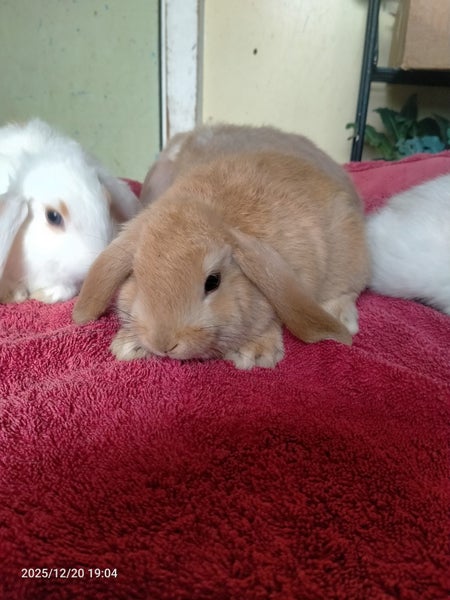 Minilop kits Carousel 1