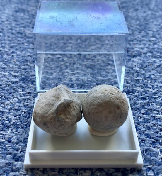Pair of genuine musket balls, dating 1818-1853. North Island Find! Carousel 2