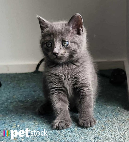 LONELY MIAOW KITTEN - FRANKIE Carousel 1