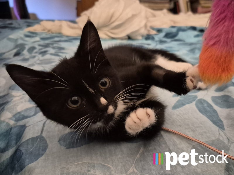 LONELY MIAOW KITTEN - MIRA Carousel 1