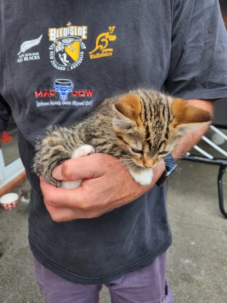 3 beautiful Xmas kittens Carousel 1