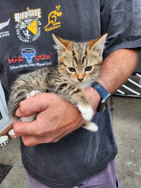 3 beautiful Xmas kittens Carousel 2