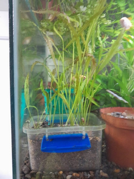 Aponogeton Crispus Carousel 1