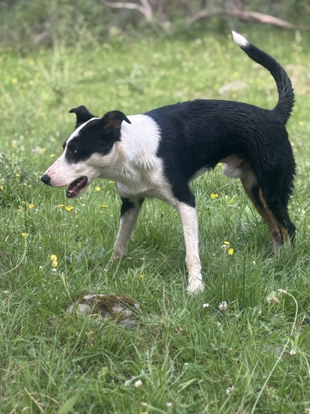 Heading dog Carousel 3