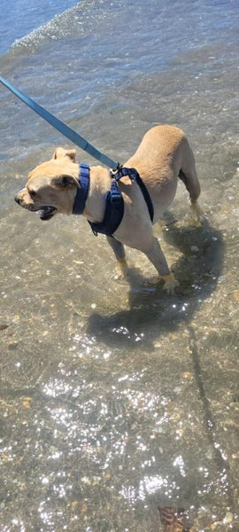 Staffy Cross, Re-Homing, West Auckland Carousel 3