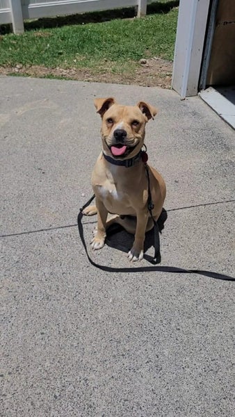 Staffy Cross, Re-Homing, West Auckland Carousel 1