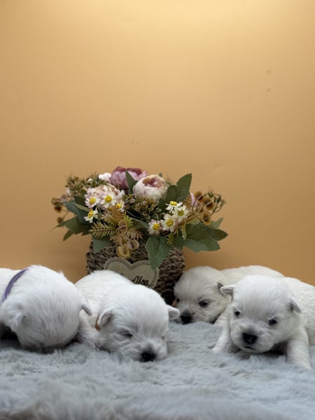 Purebred West Highland Terrier Puppies64806730446850110