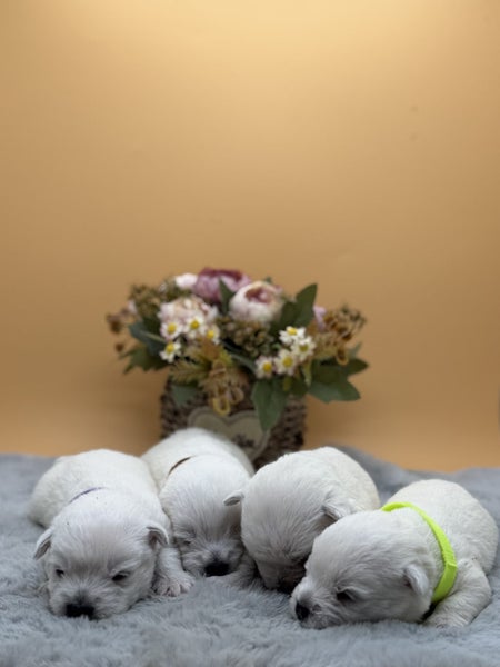 Purebred West Highland Terrier Puppies64806730446850111