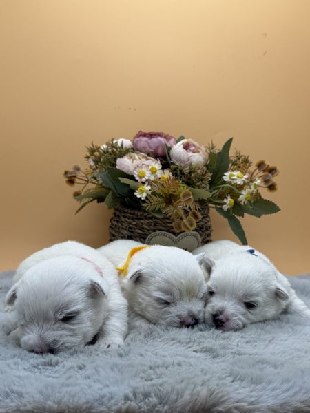 Purebred West Highland Terrier Puppies64806730446850113