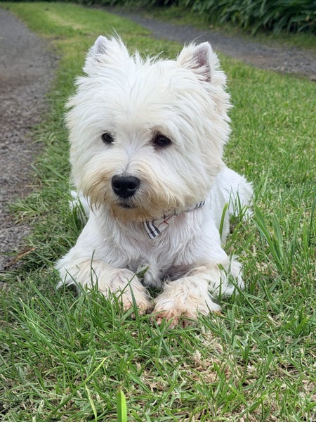 Purebred West Highland Terrier Puppies64806730446850114