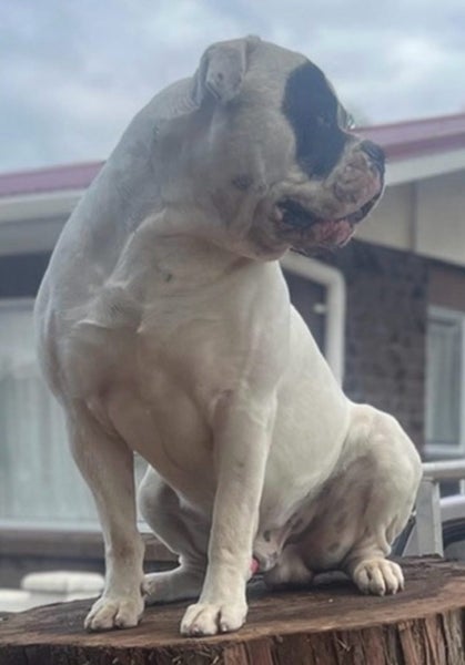 Purebred American Bulldog puppies $1200 Carousel 2